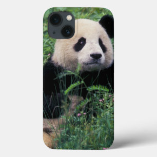 Riesenpanda im Gras, Wolong-Tal, Sichuan Case-Mate iPhone Hülle
