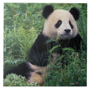 Riesenpanda im Gras, Wolong-Tal, Sichuan Fliese