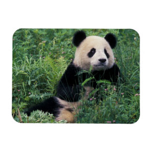 Riesenpanda im Gras, Wolong-Tal, Sichuan Magnet