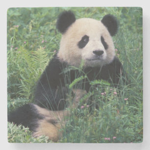 Riesenpanda im Gras, Wolong-Tal, Sichuan Steinuntersetzer