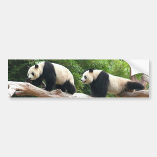 Riesenpanda in einem wilden Tierzoo Fotografie. Autoaufkleber