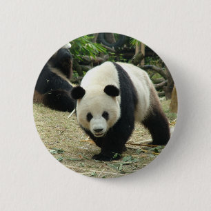 Riesenpanda in einer Wildtierzoo-Fotografie. Button