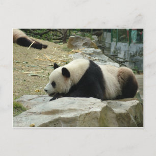 Riesenpanda in einer Wildtierzoo-Fotografie. Postkarte