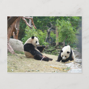 Riesenpanda in einer Wildtierzoo-Fotografie. Postkarte