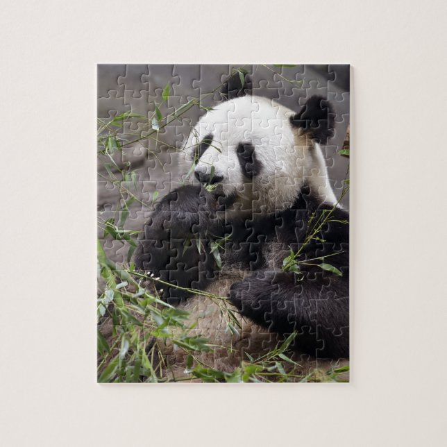 Riesenpanda isst Bambus Puzzle (Vertikal)