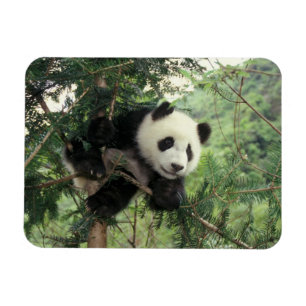 Riesenpanda-Jungtier klettert auf einen Baum, Wolo Magnet