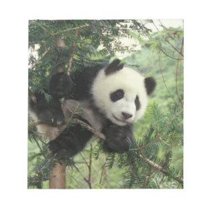 Riesenpanda-Jungtier klettert auf einen Baum, Wolo Notizblock