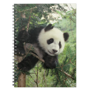 Riesenpanda-Jungtier klettert auf einen Baum, Wolo Notizblock