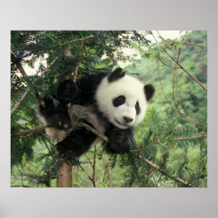 Riesenpanda-Jungtier klettert auf einen Baum, Wolo Poster