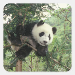 Riesenpanda-Jungtier klettert auf einen Baum, Wolo Quadratischer Aufkleber