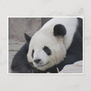 Riesenpanda-Lächeln Postkarte