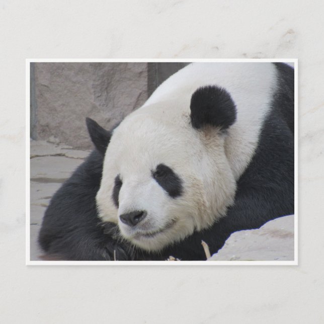 Riesenpanda-Lächeln Postkarte (Vorderseite)