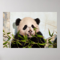 Riesenpanda lehnt sich gegen die Mauer nieder