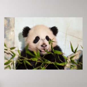 Riesenpanda lehnt sich gegen die Mauer nieder Poster