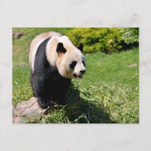 Riesenpanda stehend auf Stein Postkarte