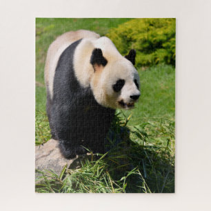 Riesenpanda stehend auf Stein Puzzle