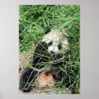 Riesenpanda versteckt sich im Gras