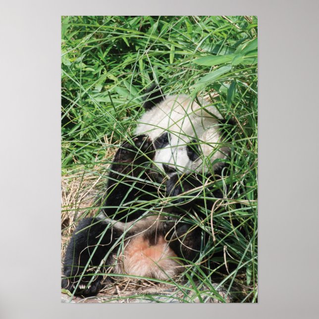 Riesenpanda versteckt sich im Gras Poster (Vorne)