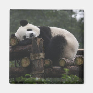 Riesenpandas beim Schutz des Riesenpanda Magnet