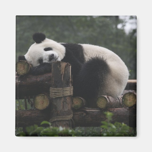 Riesenpandas beim Schutz des Riesenpanda Magnet (Vorne)