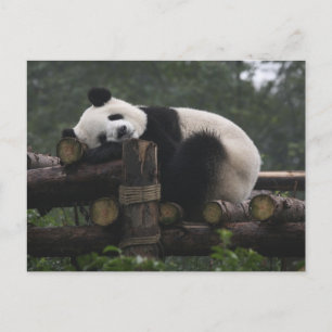 Riesenpandas beim Schutz des Riesenpanda Postkarte