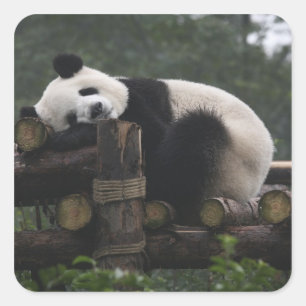 Riesenpandas beim Schutz des Riesenpanda Quadratischer Aufkleber