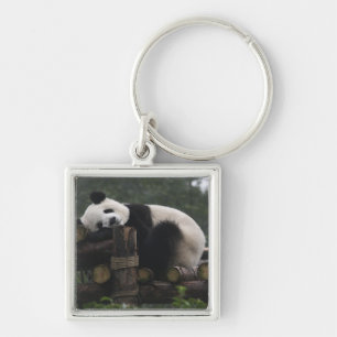 Riesenpandas beim Schutz des Riesenpanda Schlüsselanhänger