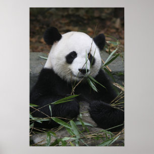 Riesenpandas im Riesenpanda-Schutz & Poster