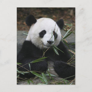 Riesenpandas im Riesenpanda-Schutz & Postkarte