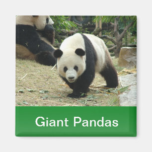 Riesenpandas Magnet