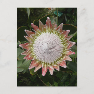 Riesenprotea-Blume. Postkarte