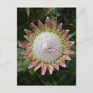 Riesenprotea-Blume. Postkarte