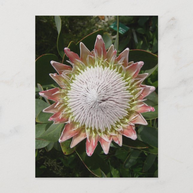 Riesenprotea-Blume. Postkarte (Vorderseite)