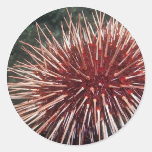 Riesenrotes Meer Urchin - Aufkleber