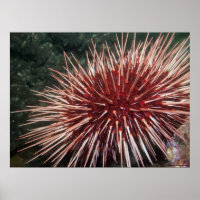 Riesenrotes Meer Urchin - Kunstdruckerei