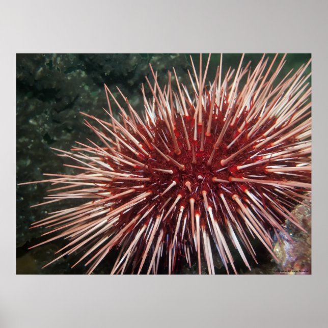 Riesenrotes Meer Urchin - Kunstdruckerei Poster (Vorne)