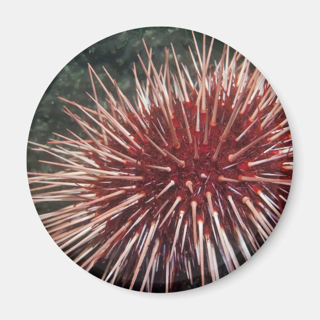 Riesenrotes Meer Urchin - Magnet (Vorne)