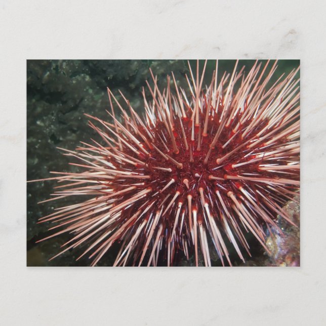 Riesenrotes Meer Urchin - Postkarte (Vorderseite)