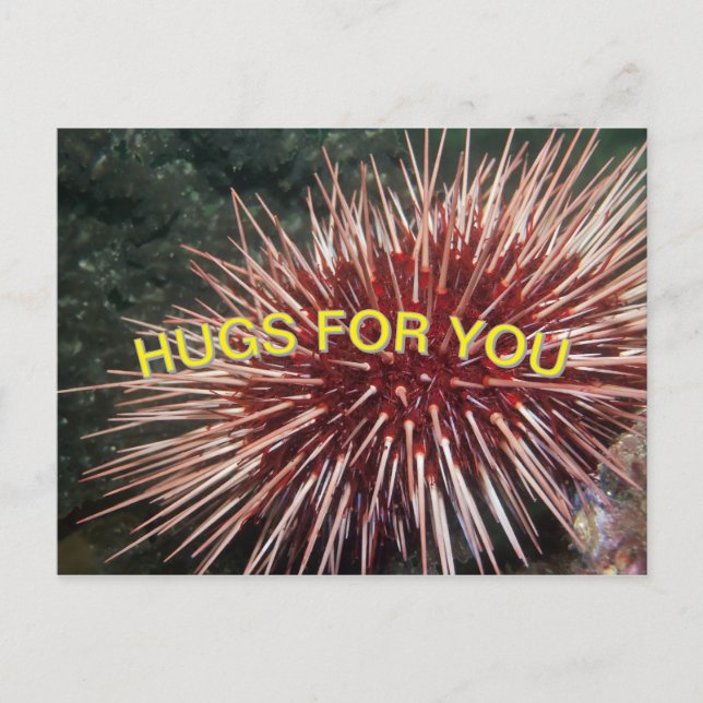 Riesenrotes Meer Urchin - Postkarte (Vorderseite)