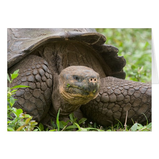 Riesenschildkröte (Vorderseite (Horizontal))