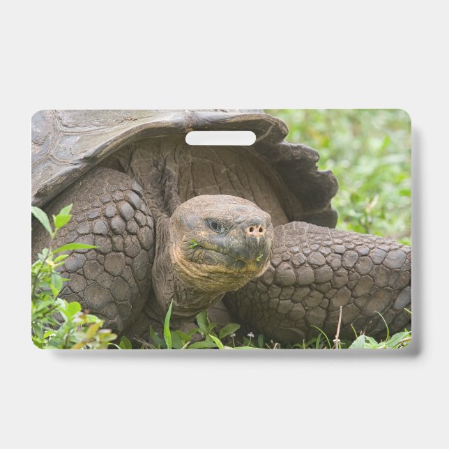 Riesenschildkröte Ausweis (Vorderseite)