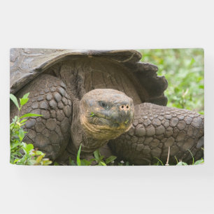 Riesenschildkröte Banner