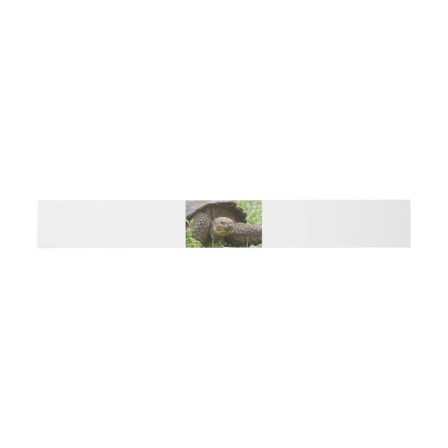 Riesenschildkröte Einladungsbanderole (Flach)