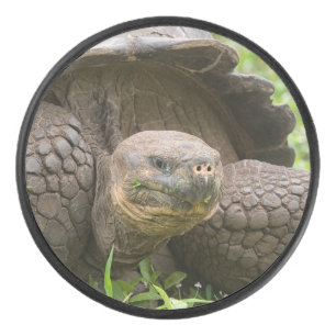 Riesenschildkröte Eishockey Puck