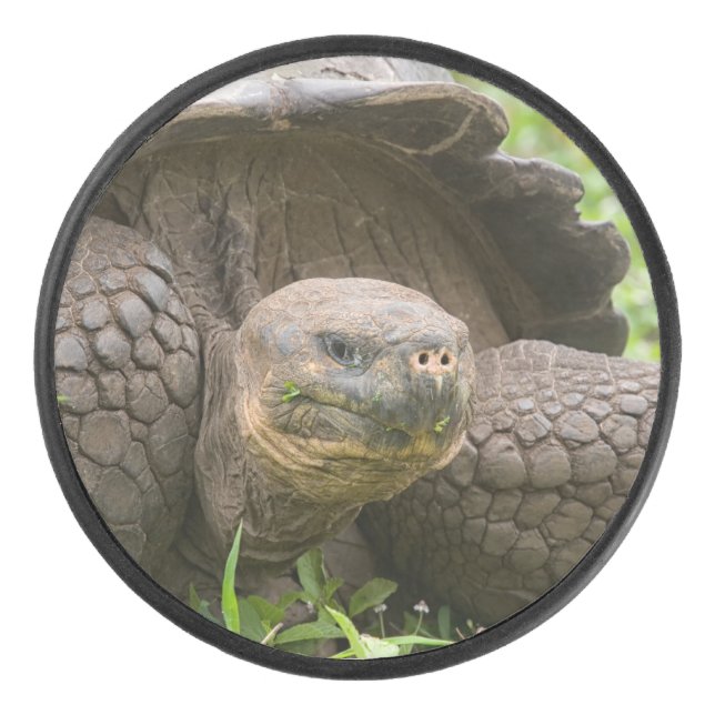 Riesenschildkröte Eishockey Puck (Vorderseite)