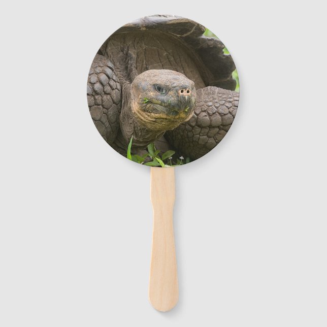 Riesenschildkröte Fächer (Vorderseite)