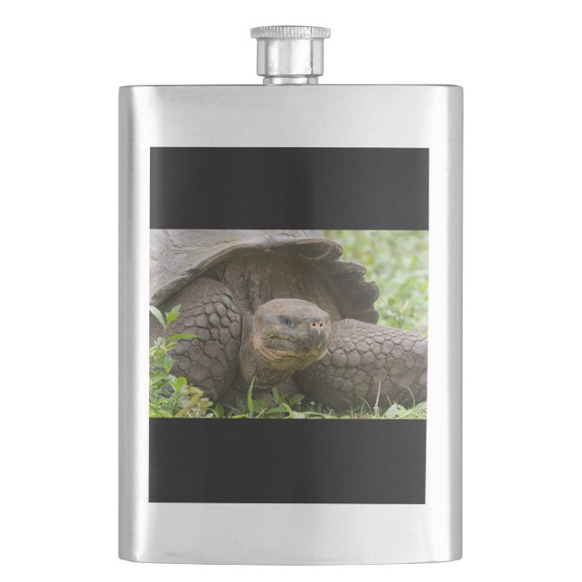 Riesenschildkröte Flachmann (Vorderseite)