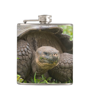 Riesenschildkröte Flachmann