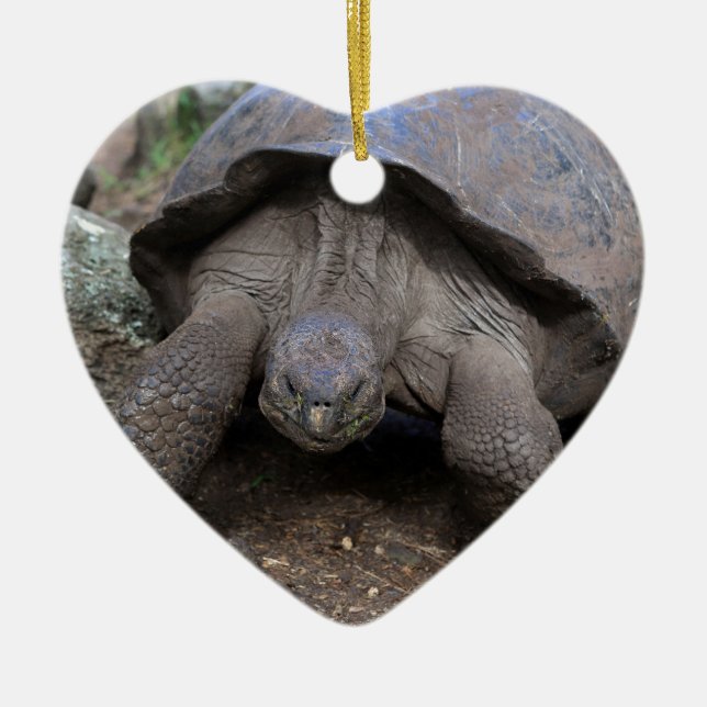 Riesenschildkröte Galapagos Inseln Keramikornament (Vorne)