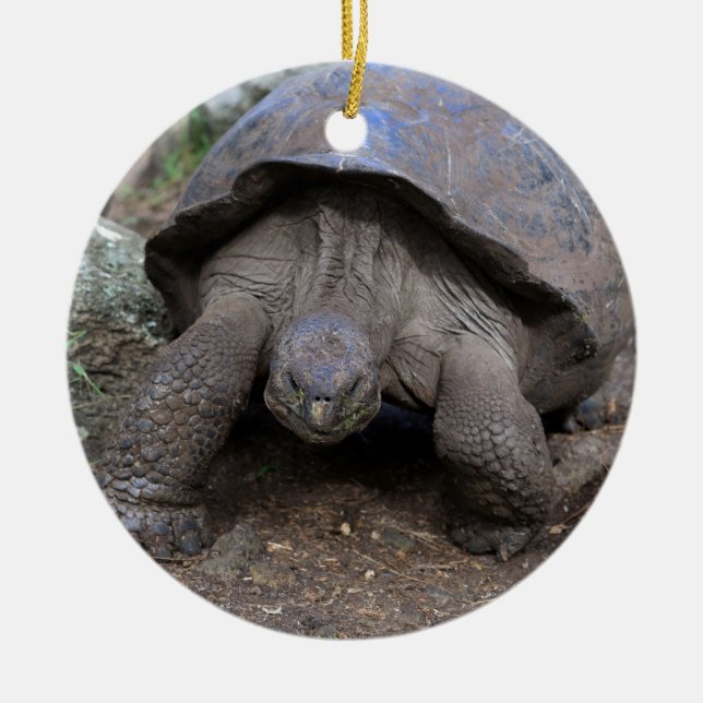 Riesenschildkröte Galapagos Inseln Keramikornament (Vorne)